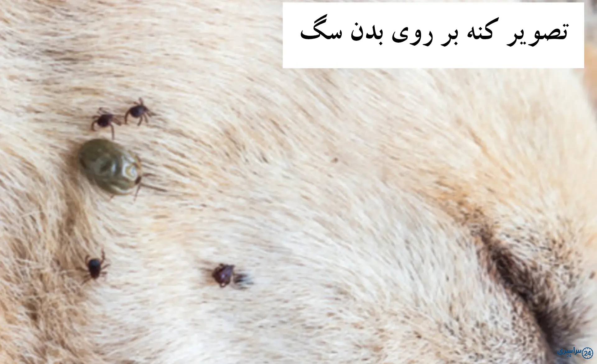 عکس کنه
