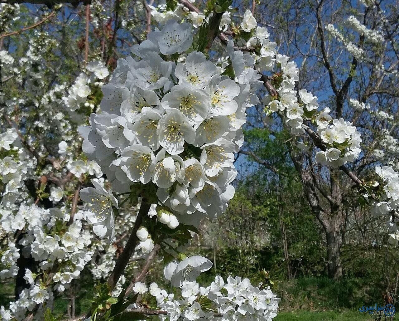 عکس طبیعت واقعی