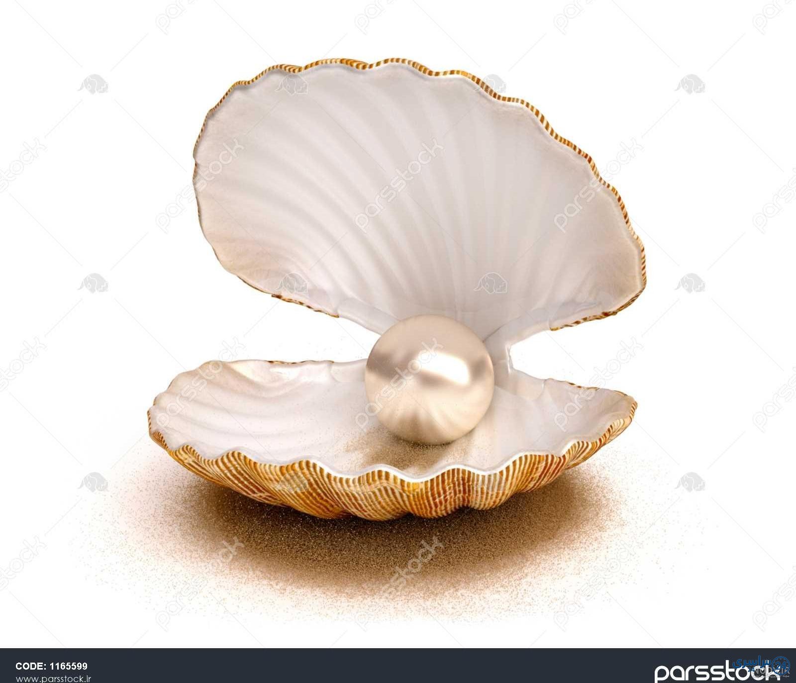 عکس صدف