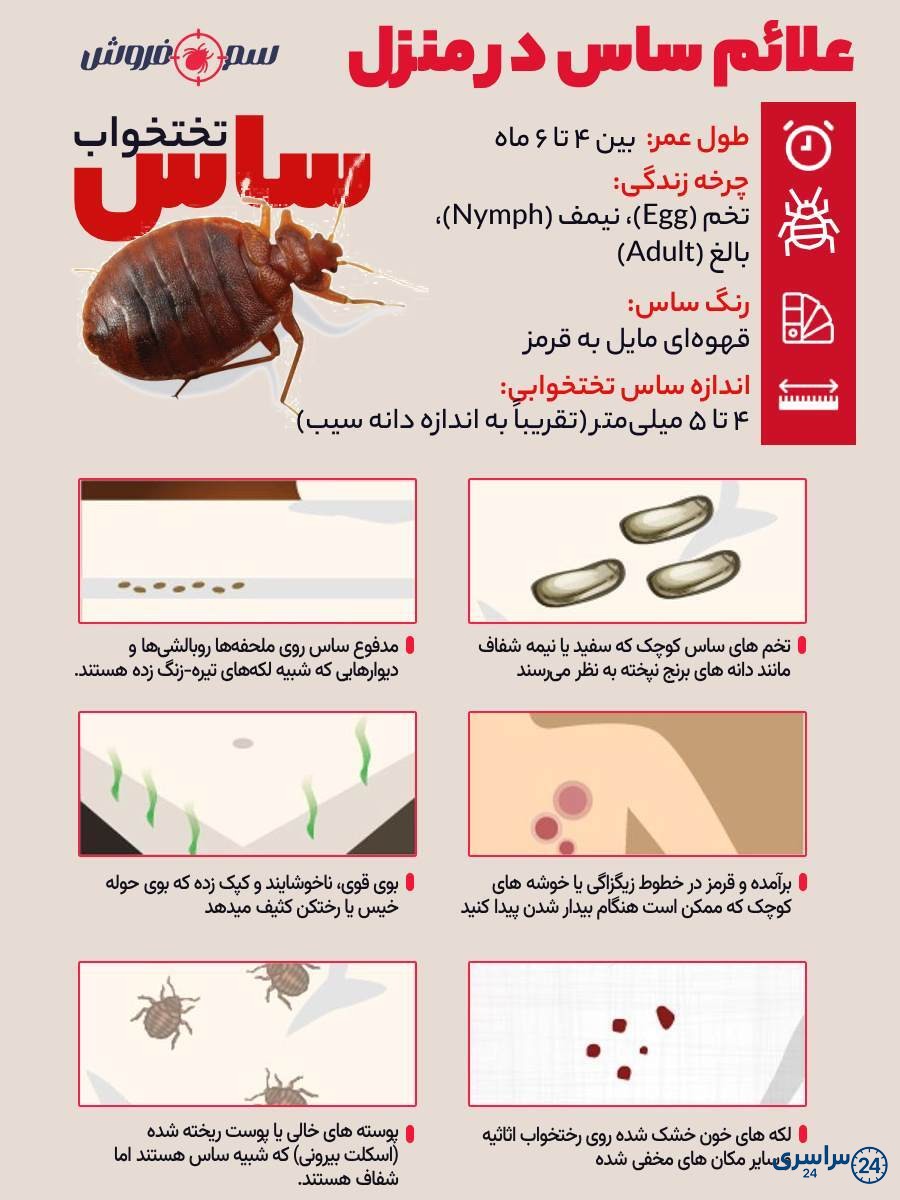 عکس حشره ساس