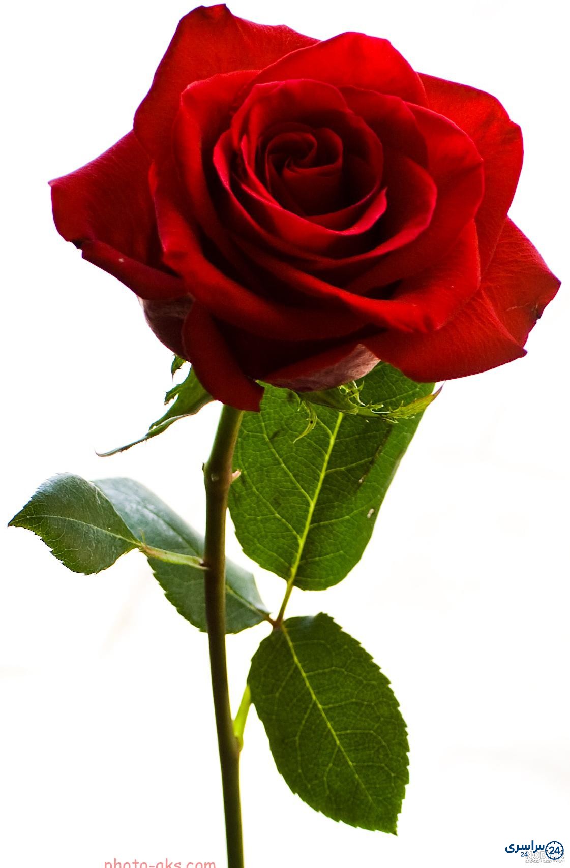 عکس های زیبا از گل