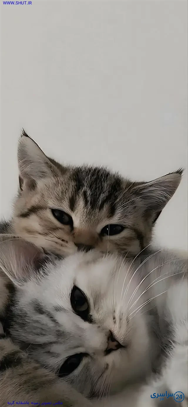 عکس عاشقانه