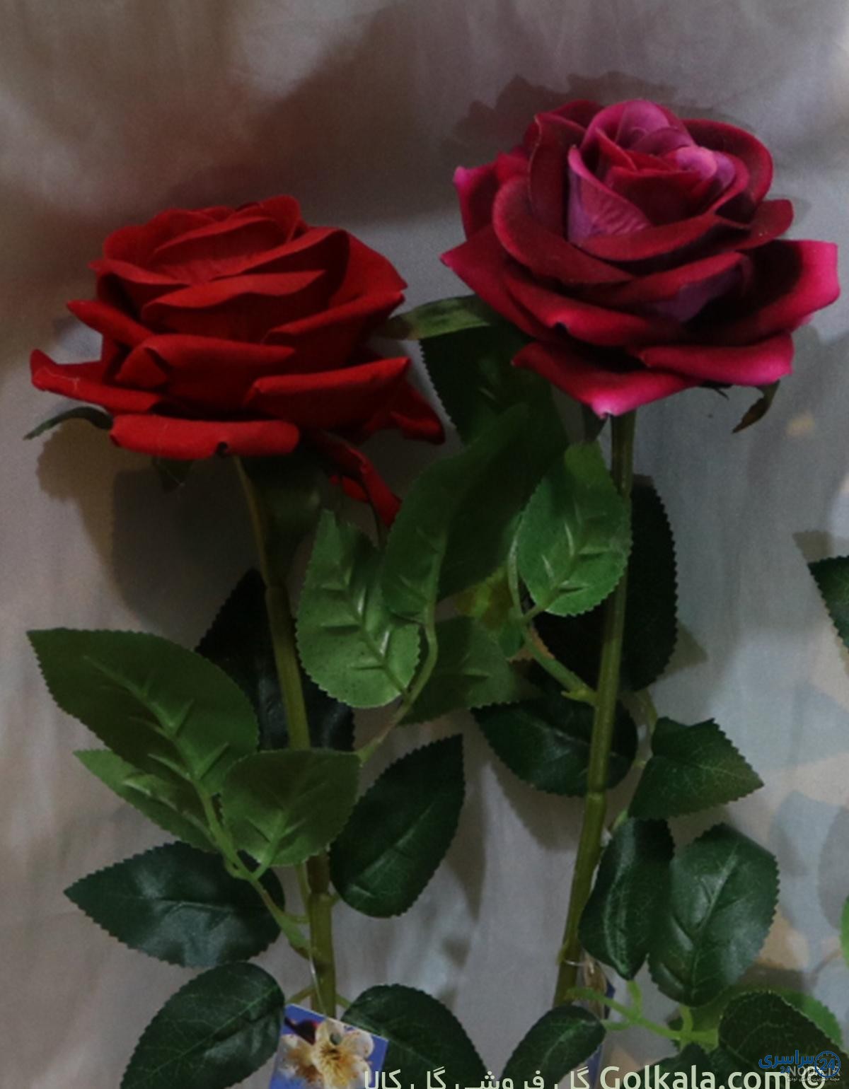 عکس گل طبیعی