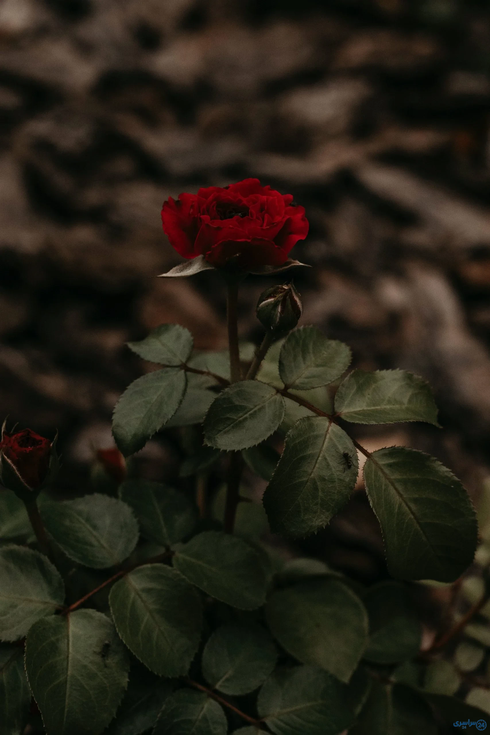 عکس گل برای پروفایل