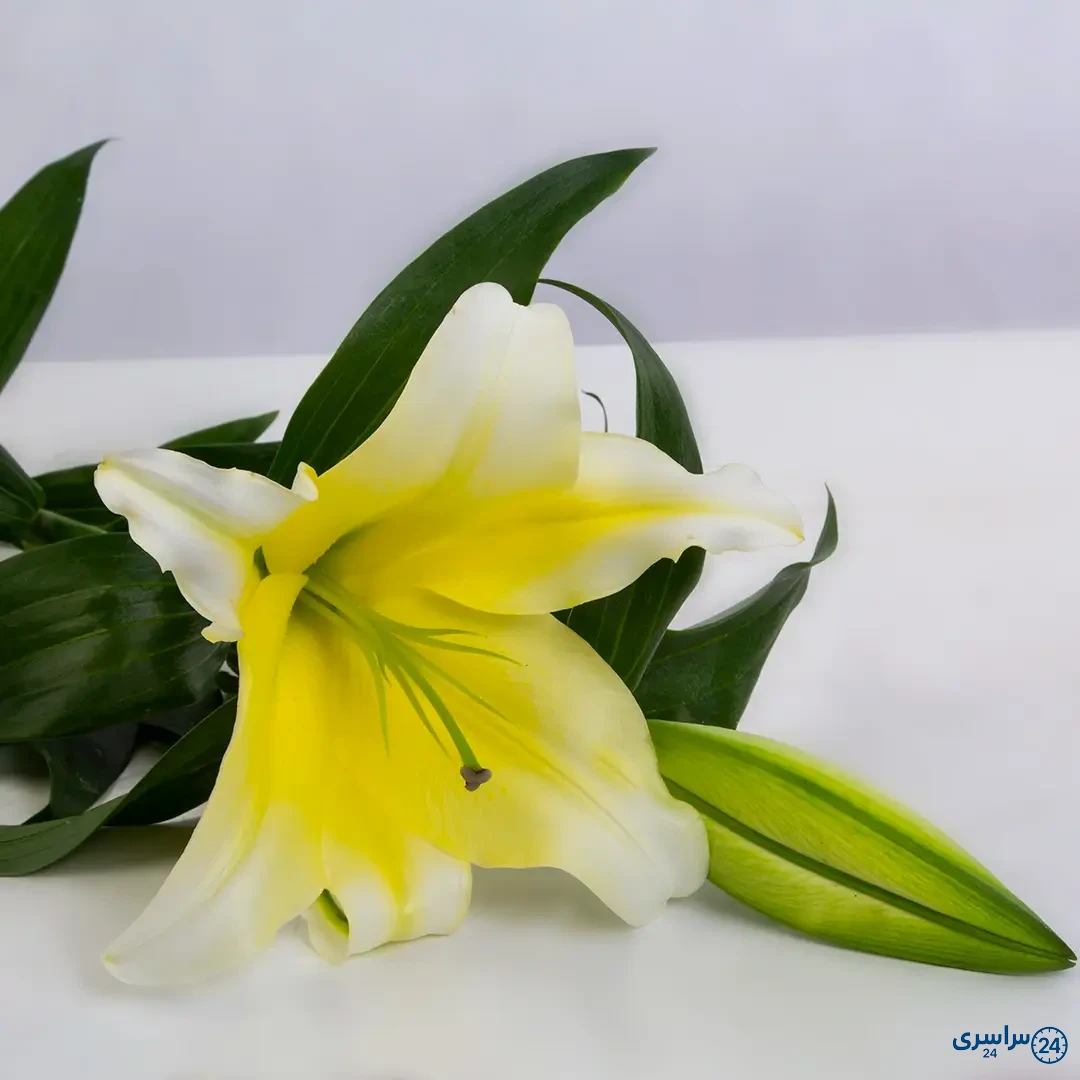 عکس از گل لیلیوم