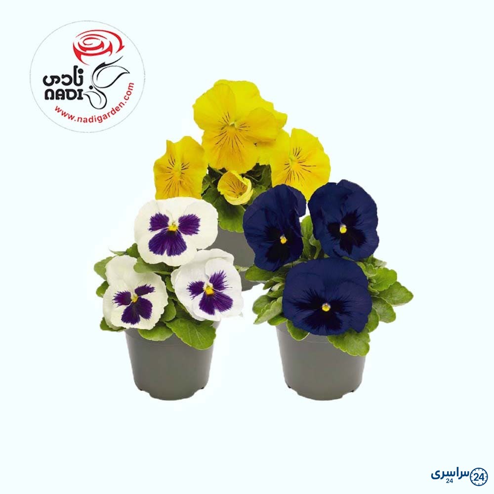 عکس گل بنفشه آفریقایی