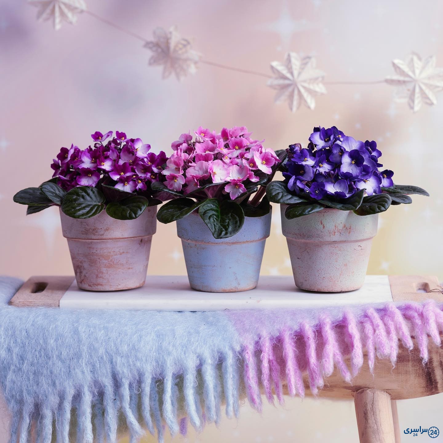 عکس گل بنفشه