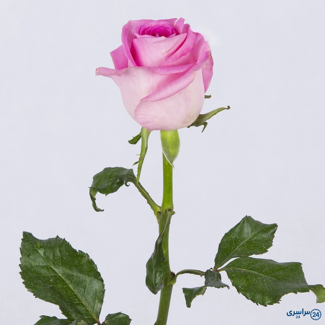 عکس از گل رز