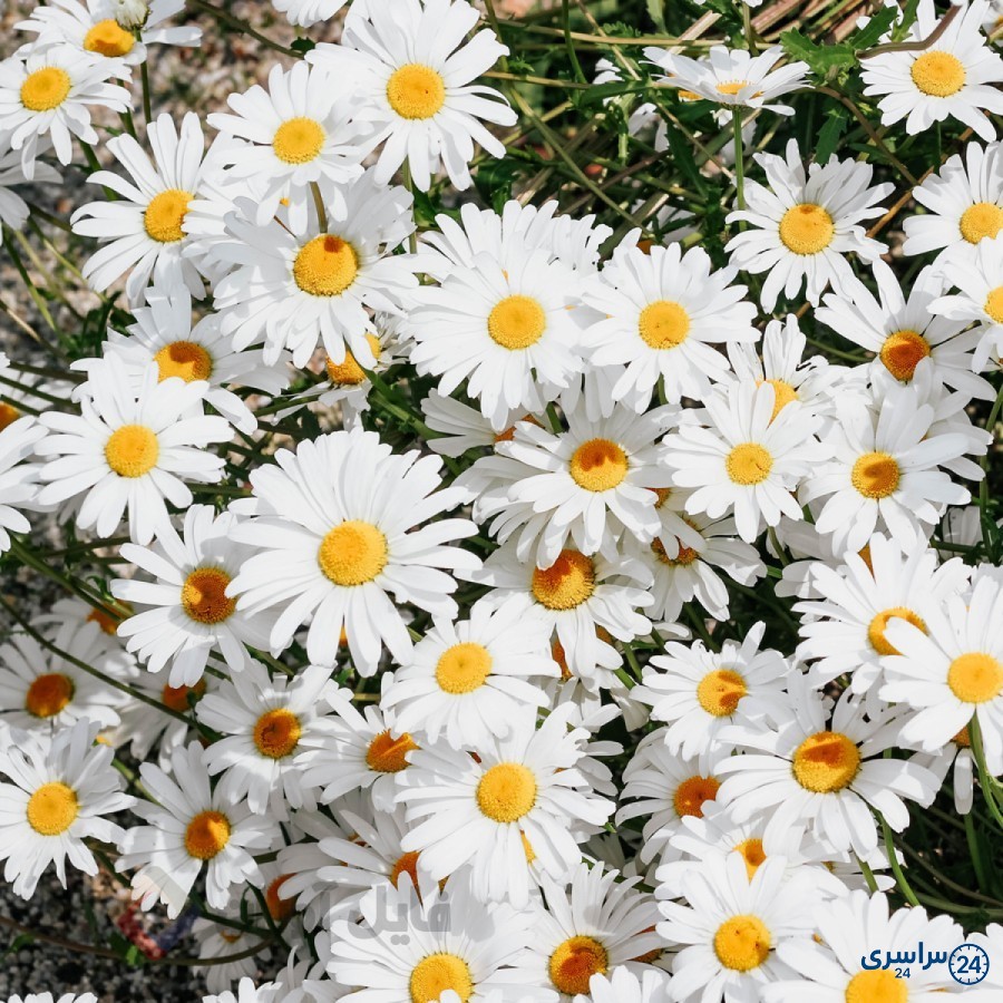 عکس گل بابونه