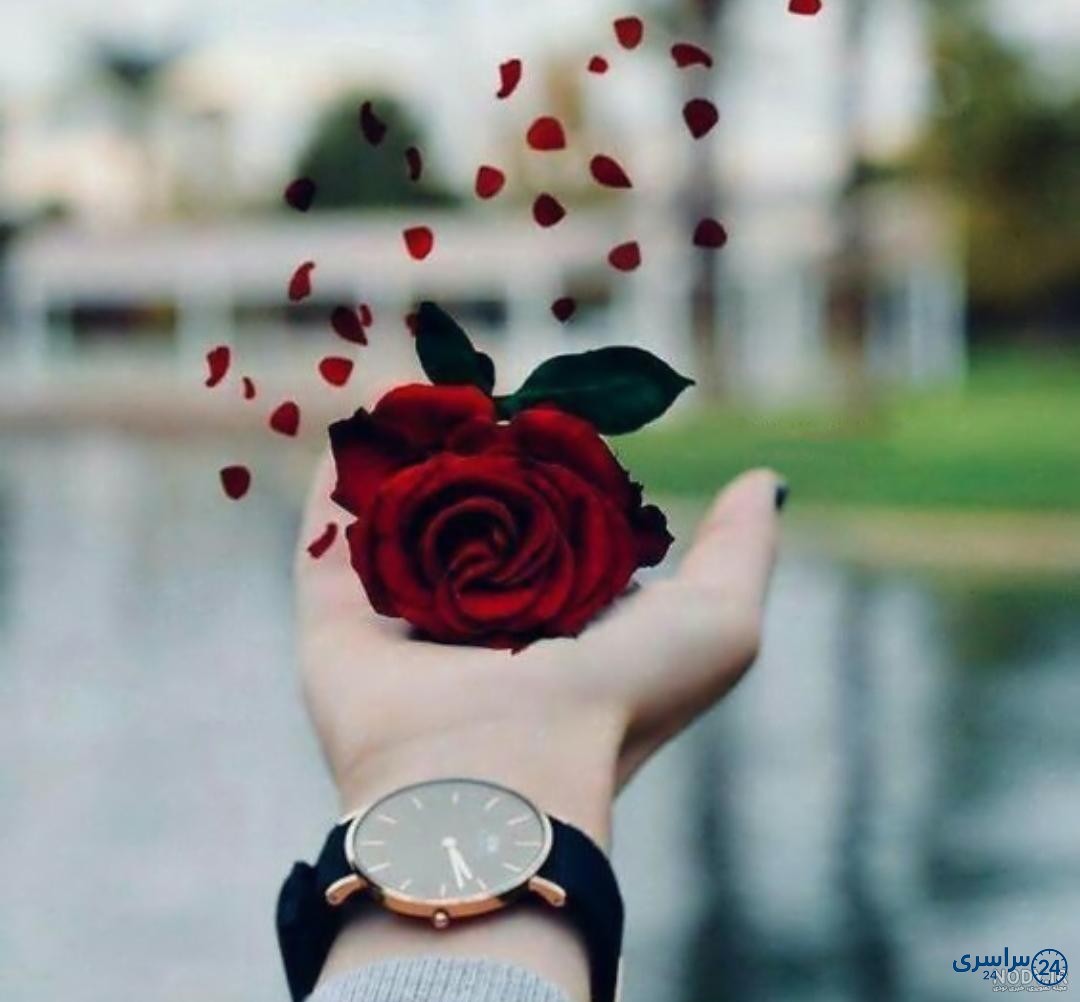عکس گل برای پروفایل واتساپ