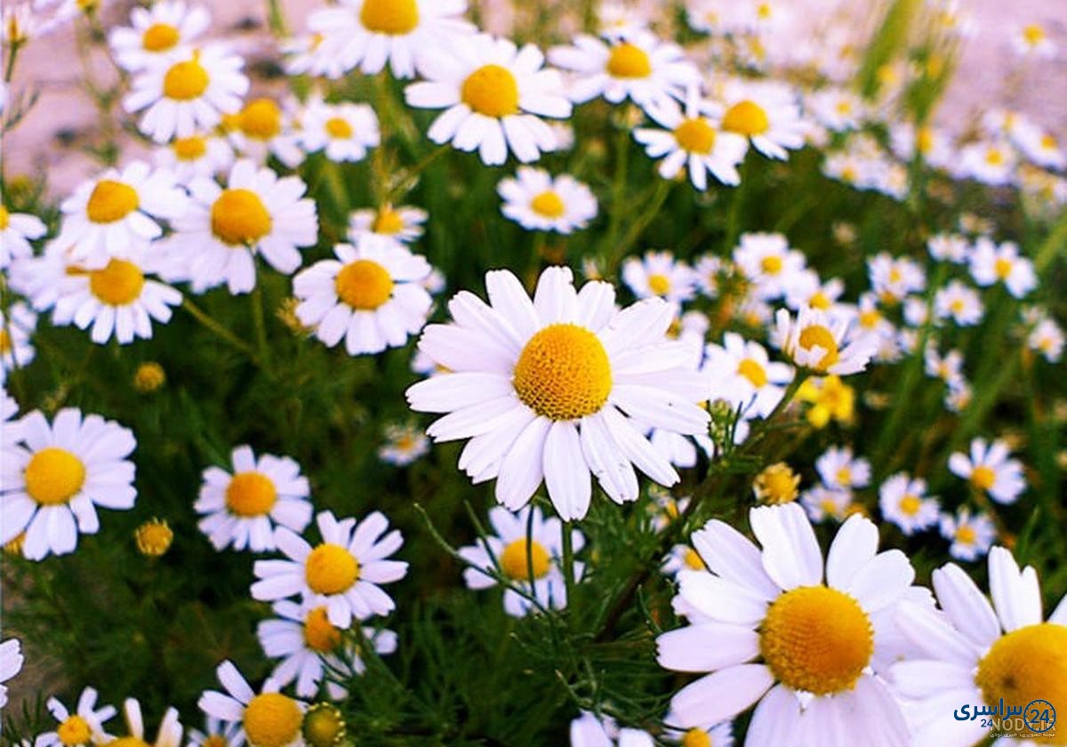 عکس گل بابونه زرد