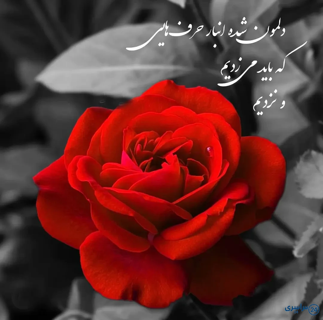 عکس گل برای پروفایل شاد