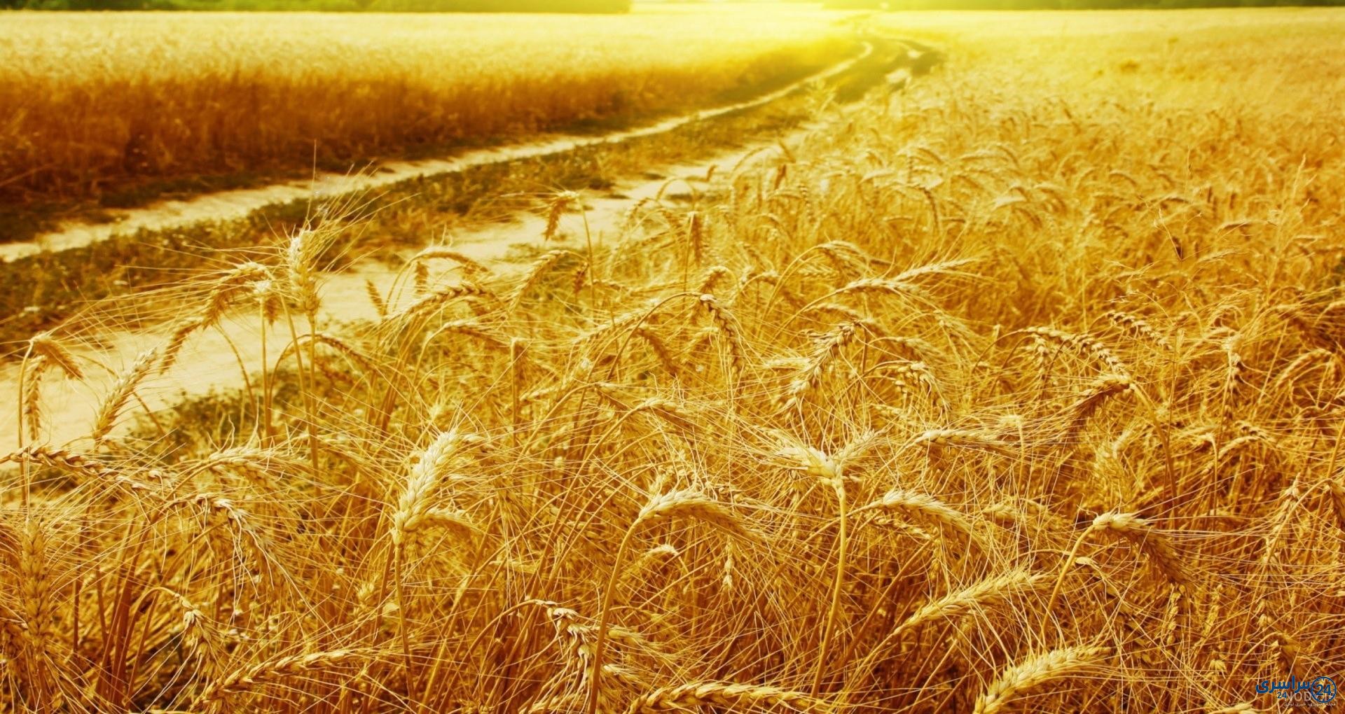 عکس والپیپر گندم زار